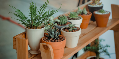 Les plantes dans la décoration industrielle : entre style et authenticité