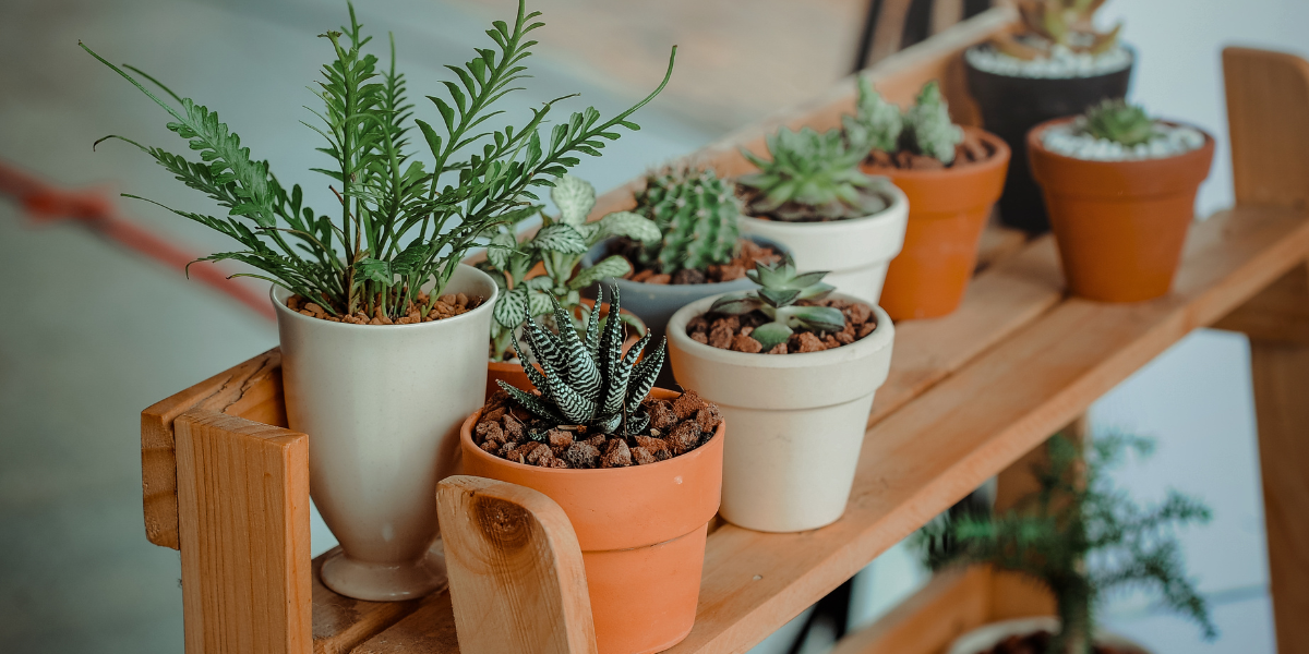 Les plantes dans la décoration industrielle : entre style et authenticité